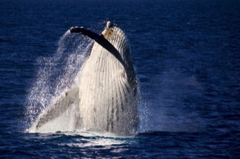 Humpback Whale - Sydney Harbour